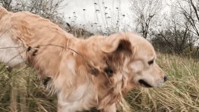 Golden Retriever dog playing and running with stick outdoors - Powered by Shutterstock - Get 15% off with code: PIKWIZARD15