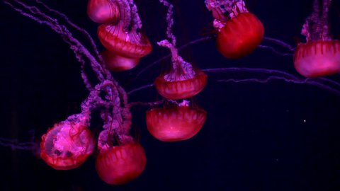 Red giant jellyfish medusa in a black void, natural background