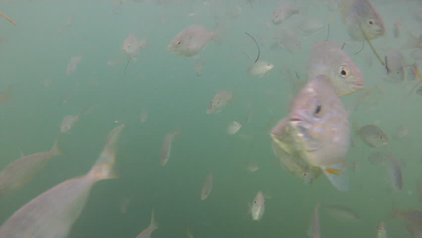 Underwater Pinfish School in Florida Keys