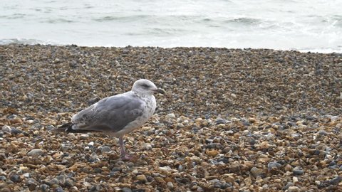 a 17% slow motion clip of a seagull on brighton beach, england- recorded at 180fps