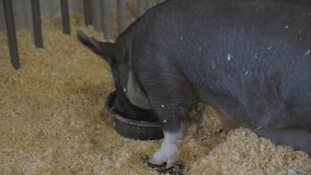 This video shows a close up view of a hungry pig eating from pig dish.