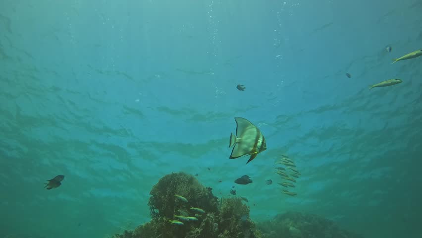 A batfish elegantly swims in the open water, its wide fins gracefully propelling it through the vast ocean. The scene captures the majestic and serene movement of this unique fish.