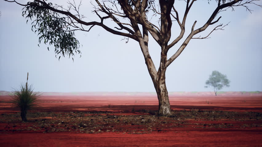 A lone tree in the middle of a red field