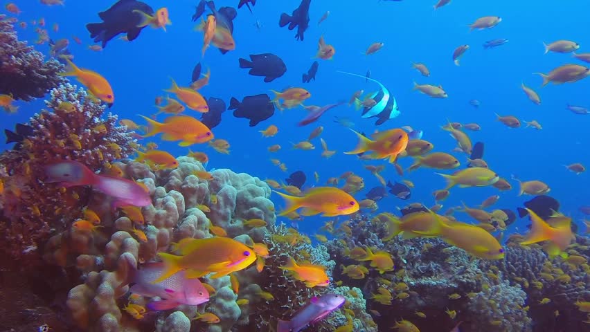 underwater red sea coral reef picture Stock Footage Video (100% Royalty ...