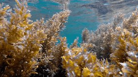 Underwater Tropical Plants. Picture of underwater plants and sea waves in the tropical reef of the Red Sea, Dahab, Egypt.