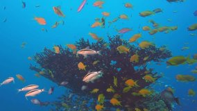 Tropical Glassfish and Goatfish. Picture of colorful tropical fishes and goatfish (Parupeneus barberinus) in the tropical reef of the Red Sea, Dahab, Egypt.