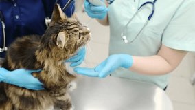 Two professional veterinarians checking ears of Maine Coon cat with otoscope in veterinary clinic. Health of pet. Care animal. Pet checkup, tests and vaccination in vet office. Slow motion. Close up - Powered by Shutterstock - Get 15% off with code: PIKWIZARD15
