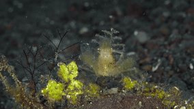 The spider crab camouflages itself with green algae and walks along the seabed among hydroids and other vegetation.