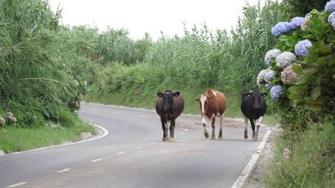 cows walking on a road in azores portugal slow motion