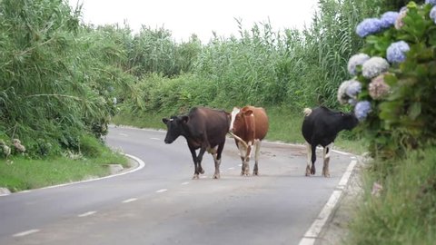 cows walking on a road in azores portugal slow motion