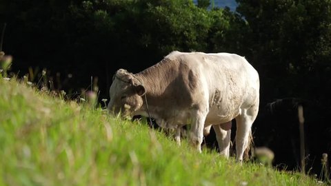 Dairy cow grazing in green field in azores portugal