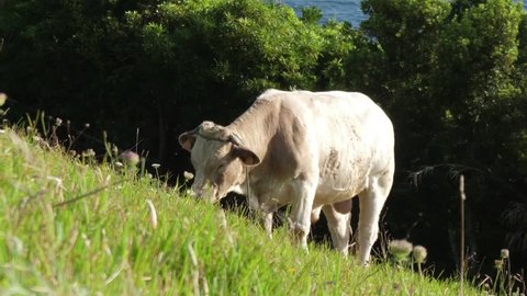 Dairy cow grazing in green field in azores portugal