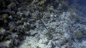 Giant Moray in Red sea of Egypt. Underwater relax video about fish.