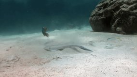 Bluespotted stingray Taeniura Lumma hiding in sand underwater Red sea. Relax video about marine animal on background of beautiful lagoon.