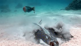 Bluespotted stingray Taeniura Lumma hiding in sand underwater Red sea. Relax video about marine animal on background of beautiful lagoon.
