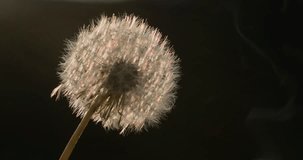 Dandelion head flashes and burns in a fire. Slow motion video