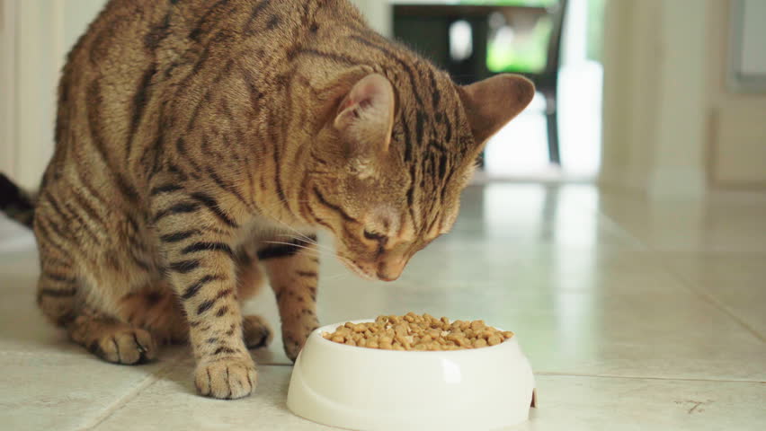 4K Bengal cat eating dry food from a bowl in the kitchen Royalty-Free Stock Footage #33989659