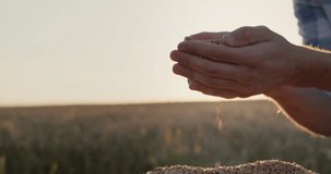 Farmer holds a handful of wheat in the background of a field. 4k slow motion video