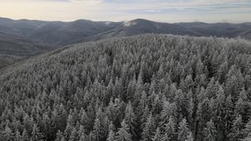 Top cinematic aerial view to the wild carpathian forest. Ukraine. Winter forest. Drone flying over the winter forest. Wild nature and landscape