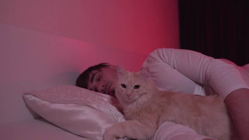 Young Attractive Man Sleeps Together With A Cat In The Bed In His Bedroom. Pets and Animal Love Concept Royalty-Free Stock Footage #3399054699