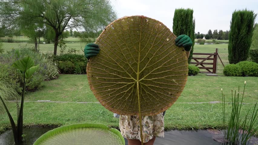Gardening and water plants upkeep. Female gardener holding a giant Victoria cruziana leaf in the garden. View of the leaf underside nerves texture and pattern.