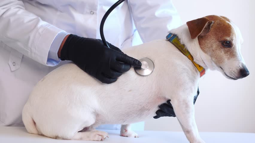 Female veterinarian with the help of a stethoscope examines the jack russell dog in clinic, health care. Close up view Royalty-Free Stock Footage #3399189889