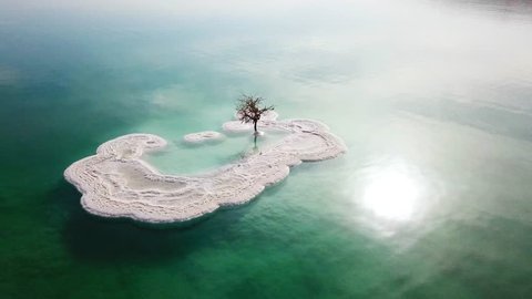 Aerial footage of a Bare tree on a salt deposit in the Dead Sea