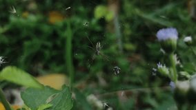 in the afternoon, spiders are in their nests, macro video