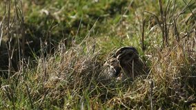 A rare Jack Snipe (Lymnocryptes minimus) hiding in the grassy marshland preening.