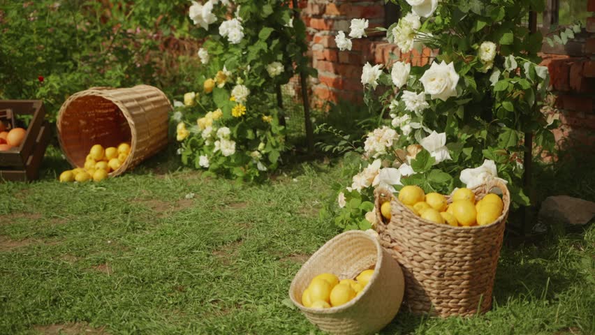 Lemons and grapefruit are lying in wicker baskets in the beautiful courtyard of a country house. Harvested citrus fruits in a private garden on a sunny summer day. Flowers in the frame. FullHD footage Royalty-Free Stock Footage #3399268765