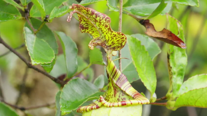 Detailed view of nepenthes tentaculata peristome, carnivorous pitcher plant
