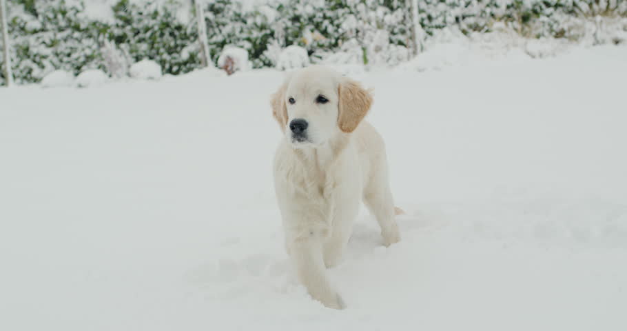 A teenage golden retriever puppy saw snow for the first time, playing in the snow in the backyard of the house.