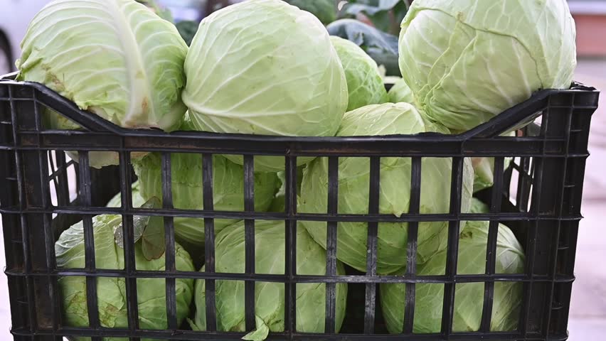 Crate of fresh whit cabbage. Organic vegetables. Trading on the street from a tray. Healthy eating concept. Small farm business support. Close up. Selective focus, slow motion