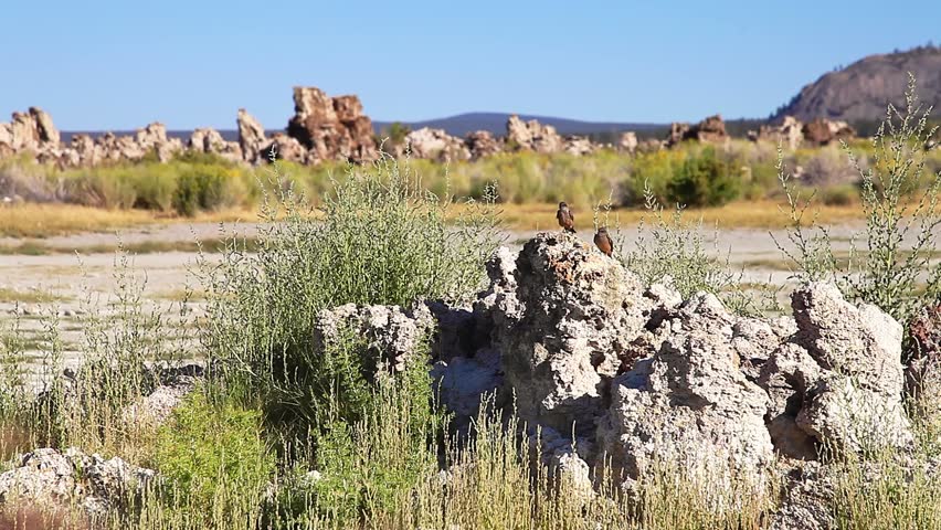 birds on the calcareous tufa formations of Mono Lake, Natural Reserve. The Mono Lake in California, United States, besides the Yosemite National Park.