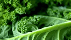 4K Dolly Shot: Close-Up of Fresh Kale Vegetable - Culinary Freshness