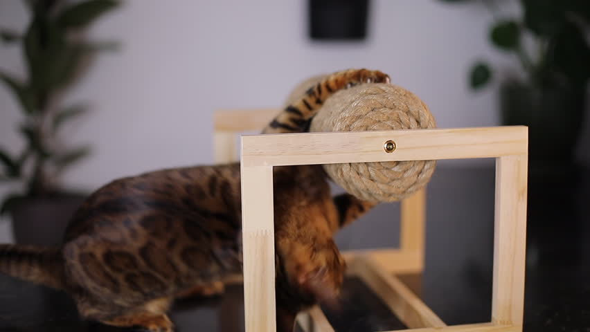 Very cute Bengal cat playing with a scraper 