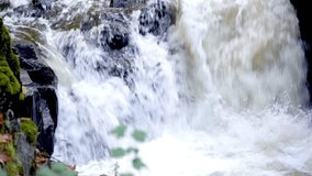 4K Video: Fall Stream with Salmon Returning to Their Birthplace - Pacific Northwest Wildlife