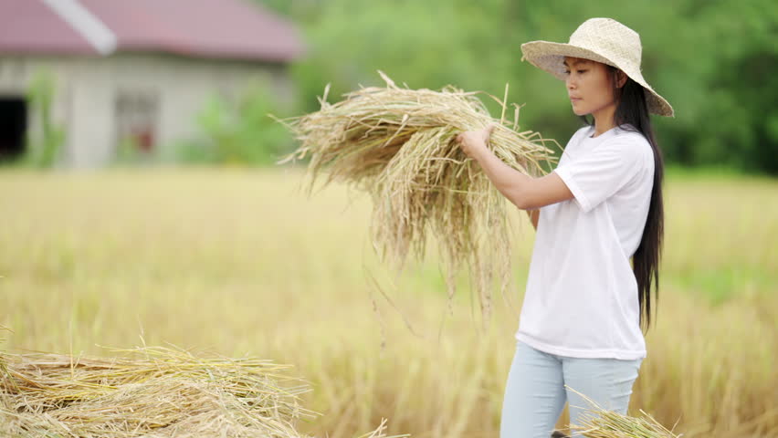 Young female asian farmer harvesting rice plant on field in asia during harvest season using traditional farming post-harvest practices Royalty-Free Stock Footage #3399416941