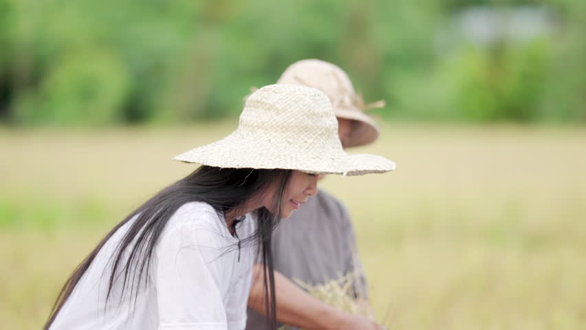 Asian woman rice farmers manually removing grains from harvested plants Royalty-Free Stock Footage #3399419893