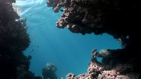 Scuba diving in coral reef relax underwater Red sea. Video about marine nature on background of beautiful lagoon.