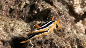 Pyjama slug underwater Red sea. Amazing unique video about marine animals in world of wildlife.