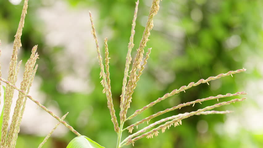 Close-up of mature corn tassels ready for pollination in sunlit field