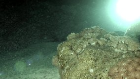 White Octopus Aeginae disguised on sandy bottom underwater Red sea. Amazing unique video about marine animals in world of wildlife.