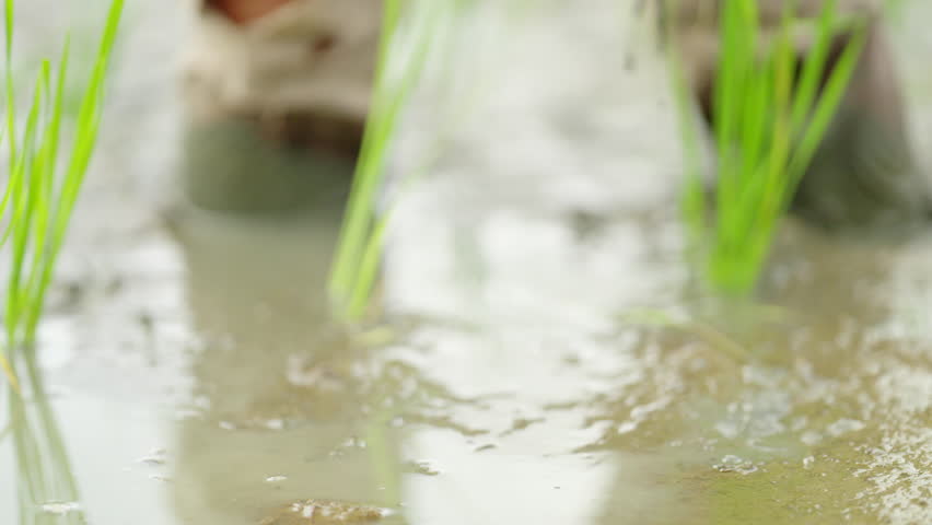 Hand-planting young rice shoots in muddy Southeast Asian paddy