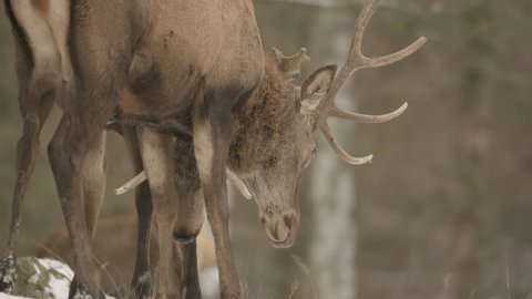 red deer in winter - red epic 5k footage