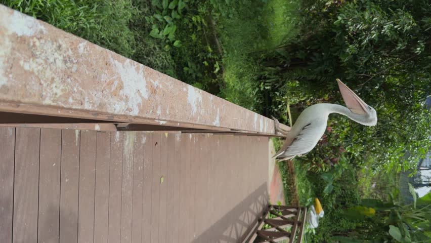 Beautiful American white pelican bird with huge beak turns to camera stands on railing of wooden bridge in ecological park with green grass and tropical trees. Science of ornithology
