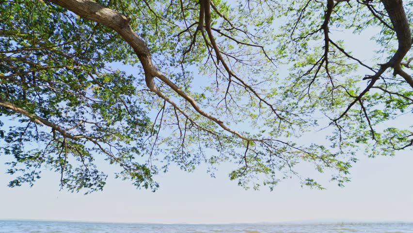 tree with the ocean view and blue sky,stabilizer shot,tilt down