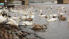A city park, White swans swim in a river, Swans on the Vltava River, Swans in Prague, white swan floating in the water against the background of the bridge, video, sunny day