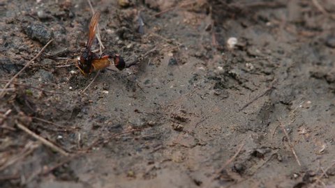 Closeup Large Brown Hornet Gathering Mud Stock Footage Video (100% ...