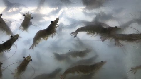 Big river prawns are swimming in water.